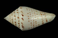 藏品(大佛塔芋螺)的圖片